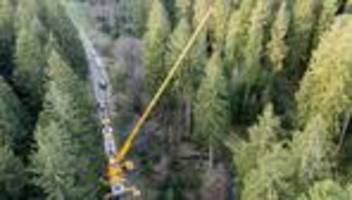kleiner als im vorjahr: weihnachtsbaum für den reichstag im harz gefällt