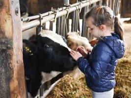 Gesundes Leben auf dem Bauernhof: Warum Kuhstall-Staub gut für Kinder ist