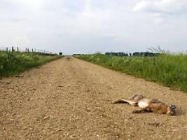 Tularämie-Ansteckungen in Bayern: Drei Jäger infizieren sich mit Hasenpest