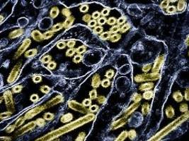 nur eine mutation entfernt: ist das vogelgrippe-virus kurz vor anpassung an menschen?