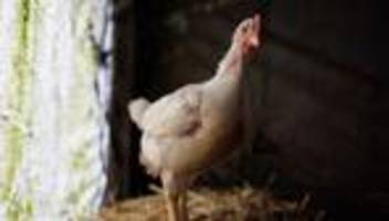 vogelgrippevirus: nur noch ein schritt?