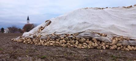 insekt bedroht landwirtschaft im kreis donau-ries