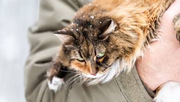 Bei eisigem Wetter - Katze rettet Ukrainer vor dem sicheren Tod in 400 Meter tiefer Schlucht