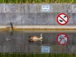 Brot ist nicht artgerecht: Enten füttern schadet nicht nur den Tieren