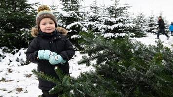 weihnachtsbaum vom tv-star: hier können sie ihn selbst schlagen