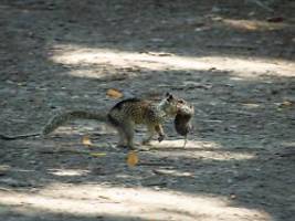 Es war schockierend: Fleischfressende Erdhörnchen in USA gesichtet