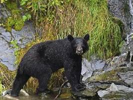 Tragischer Vorfall in den USA: Angeschossener Bär fällt von Baum und erschlägt Jäger