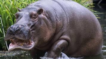 Flusspferd Nicole eingeschläfert: Berliner Zoo nennt den Grund