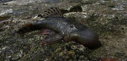 Peru: Expedition im Amazonas am Alto Mayo findet etliche neue Tierarten