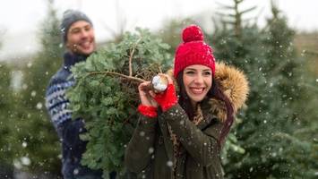 kostenlose weihnachtsbäume: hier bekommen sie eine tanne geschenkt