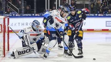 Warum die Eisbären ein bisschen von sich selbst genervt sind