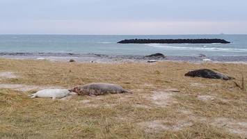 Baby-Rekord auf Helgoland: Kegelrobben gebären wie nie zuvor