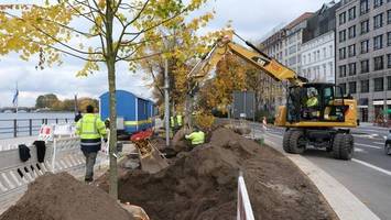 Baumsterben in Hamburg: Das steckt hinter der Ulmenkrankheit