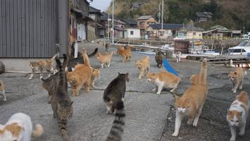 130 Fellnasen, 13 Bewohner - Auf berühmter Katzeninsel sterben Insulaner und Katzen aus