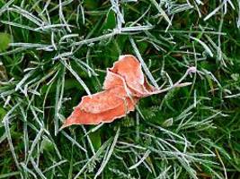 Mehr als nur Ordnung und Schutz: Tipps für einen schönen Garten im Winter