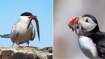 helgoländer seeschwalbe trifft schottischen papageitaucher