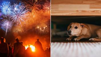 „Magisch stilles Feuerwerk“ - Für mehr Tierschutz: Griechenland und Zypern setzen auf lautlose Feuerwerke