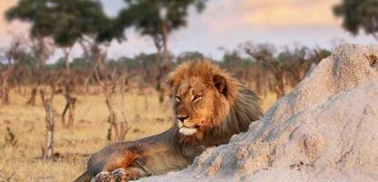 Simbabwe: Achtjähriger überlebt fünf Tage unter Löwen und Elefanten im Wildpark