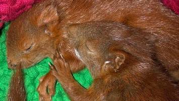 Tierschützer entsetzt: Viele tote Tiere nach Silvesterböllerei