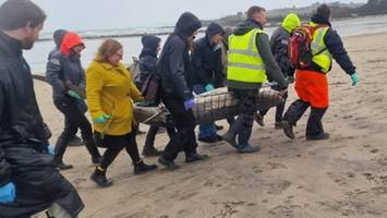 „Es ist sehr traurig" - „Von Sportfischer mit Haken gefangen": Gefährdeter Vier-Meter-Hai liegt tot am Strand