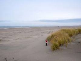 Fatale Folgen für Meeresbewohner: Deutsche Nordsee ist so warm wie noch nie