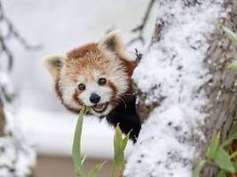 Leeres Gehege entdeckt: Rote Pandas brechen aus Schweizer Zoo aus