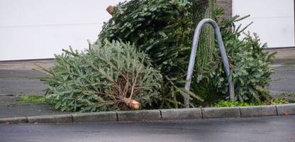 Belgien: Lebensmittelbehörde warnt nach Initiative in Gent vor Verzehr von Weihnachtsbäumen