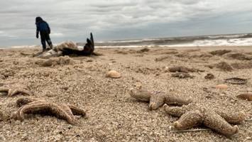 Mysteriöses Seesternsterben auf Sylt: Sind Muschelfischer schuld?