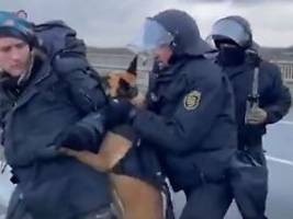 Proteste gegen AfD in Riesa: Polizeihund auf Demonstranten gehetzt - Strafverfahren