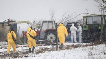 Maul- und Klauenseuche: Forscher mit rettender Erkenntnis