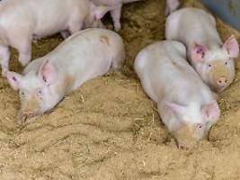 Schweinehalter zuversichtlich: Kaum Auswirkungen durch Maul- und Klauenseuche befürchtet