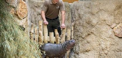 Zoo Berlin: Nikolas Algenstaedt ist der »Bademeister« für das junge Zwergflusspferd Toni