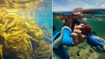 Kampf gegen Seeigel - Anpflanzung von Seetangwäldern in der Port Phillip Bay belebt den Meeresboden