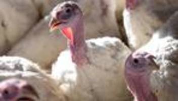 geflügelpest: vogelgrippe in schwäbisch hall - 50.000 puten werden getötet