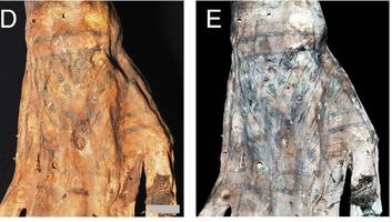 Alte Welt in neuem Licht - Laser macht geheime Tattoos auf 1200 Jahre alten Mumien sichtbar