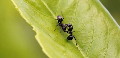 Insektenforschung: Ameisen sind nachtragend