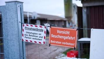 Maul- und Klauenseuche: Neuer Verdachtsfall in Brandenburg