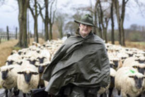 Maul- und Klauenseuche in Brandenburg: Das Bangen der Schäfereien