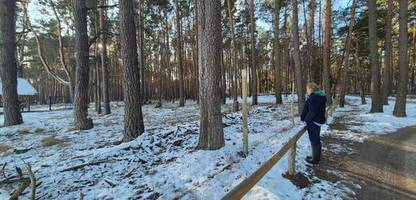 Wildpark Schorfheide: Wie eine flüchtige Elchkuh zum Wildtier werden könnte