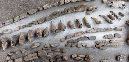 schleswig-holstein: ehrenamtliche gräber finden millionen jahre altes walskelett in groß pampau