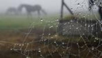 tiere: ministerium: keine belege für wolfsangriff auf pferde