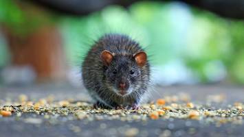 klauen beschlagnahmtes - junkie-ratten erschweren us-polizei das leben: „alle möglichen arten lieben drogen“