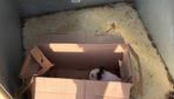 kriminalität: kaninchen in container entsorgt - tatverdächtige gefunden