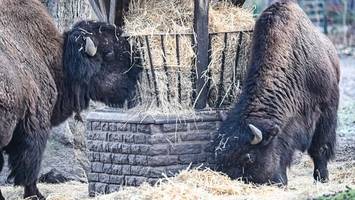 Hygienekonzept im Tierpark: Absperrungen schützen Tiere