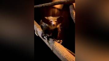 Aye Aye - was ist das für ein seltener Neuzugang im Tierpark?