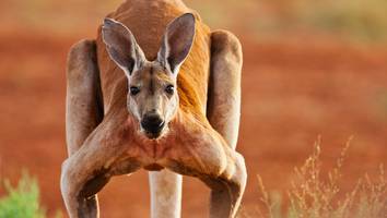 Australien - „Bleiben Sie zu Hause“: Mann wird von 2-Meter-Känguru attackiert und droht zu verbluten