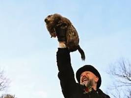 Tierische Tradition in den USA: Murmeltier Phil weiß: Es wird noch ein langer Winter