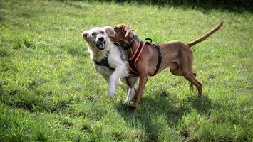 Erste Hundewiese in Pinneberg: Diese Flächen sind die Favoriten