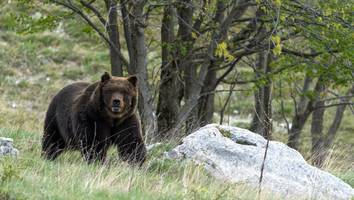 Zum Abschuss freigegeben - Wilde Tiere in Touristen-Region: Italien wehrt sich gegen Bären-Problem