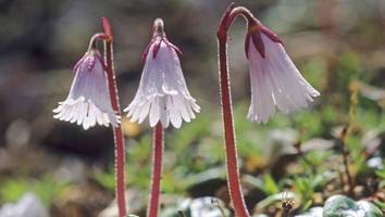estergebirge - „fast einen zitterer bekommen“: benedikt stößt auf blumen-sensation in den alpen